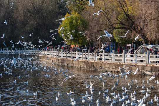 昆明翠湖公園