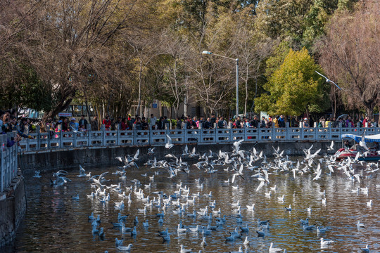 昆明翠湖公園