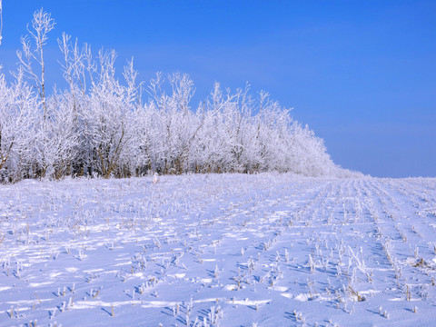 冬季雪原