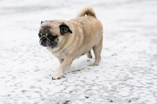 雪地里的巴哥犬