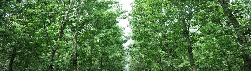 樹林 綠樹