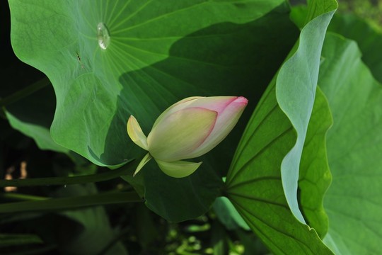 荷花 蓮花