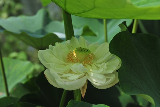 白荷花