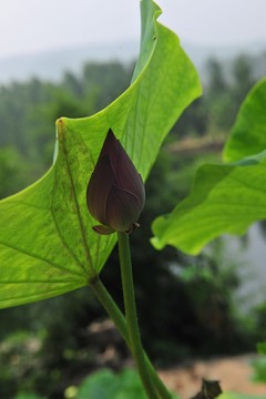 尖尖角 小荷