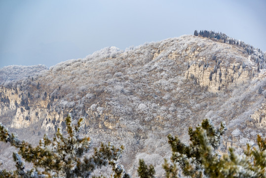 仰天山霧淞 冬 雪 霧淞 霧