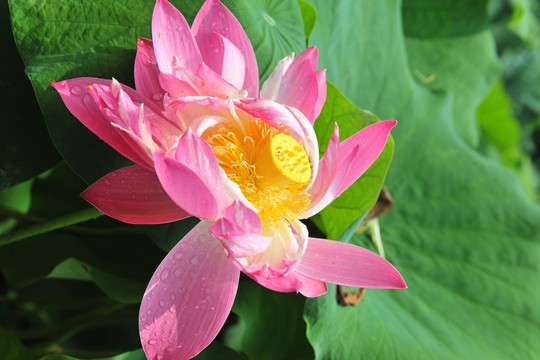 荷花 蓮花