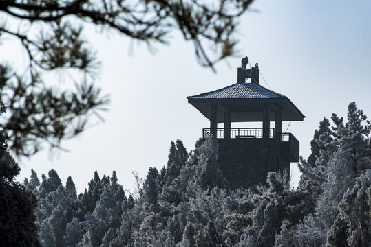 仰天山霧淞 冬 雪 霧淞 霧