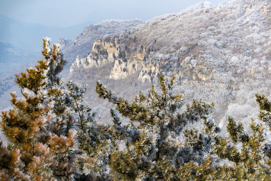 仰天山霧淞 冬 雪 霧淞 霧