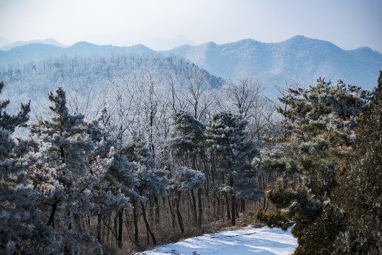 仰天山霧淞 冬 雪 霧淞 霧