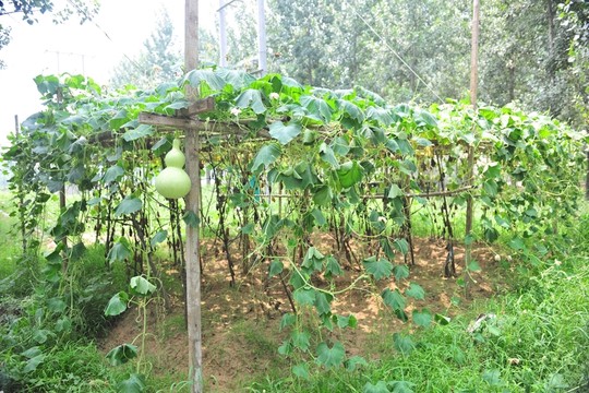 葫蘆架 葫蘆園