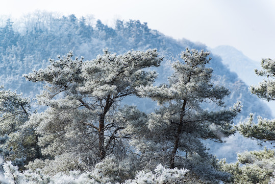 仰天山霧淞 冬 雪 霧淞 霧