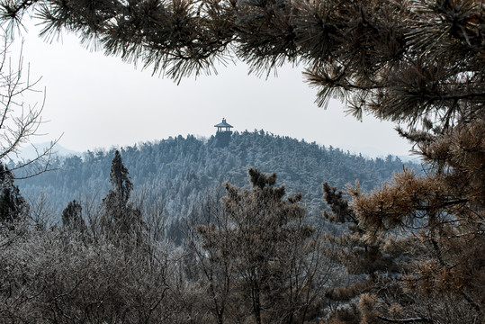 仰天山霧淞 冬 雪 霧淞 霧
