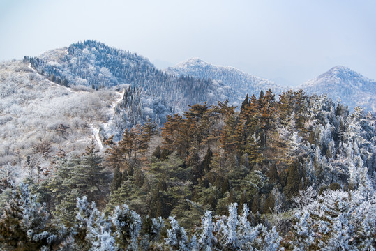 仰天山霧淞 冬 雪 霧淞 霧