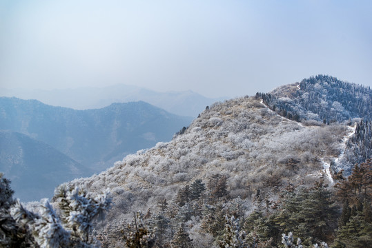 仰天山霧淞 冬 雪 霧淞 霧