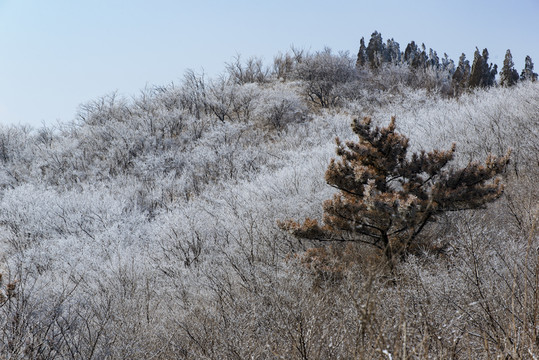 仰天山霧淞 冬 雪 霧淞 霧