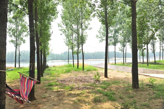 樹林