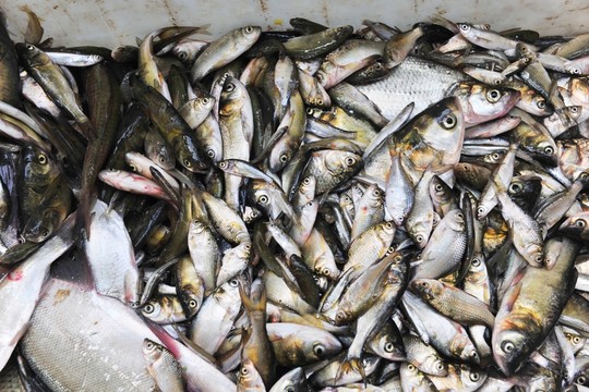 小魚