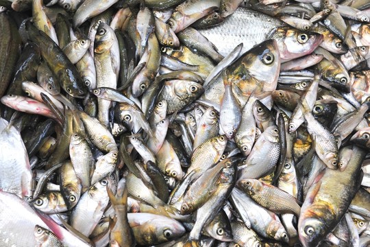小魚 捕魚