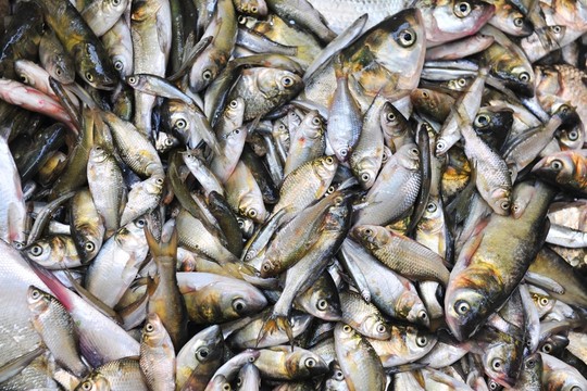 魚