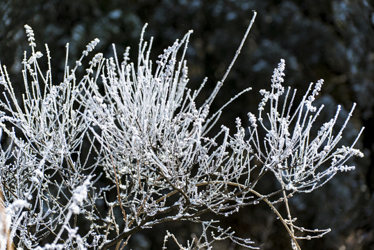 仰天山霧淞 冬 雪 霧淞 霧