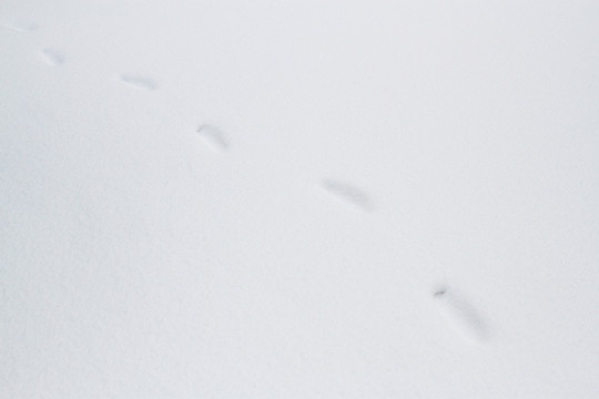 雪地腳印