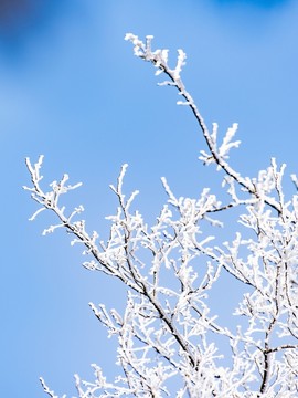 仰天山霧淞 冬 雪 霧淞 霧