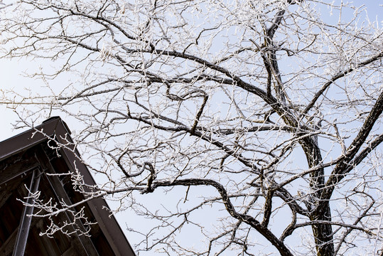 仰天山霧淞 冬 雪 霧淞 霧