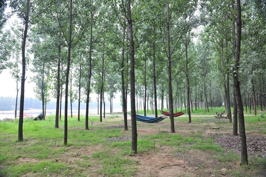 樹林 林場 樹木