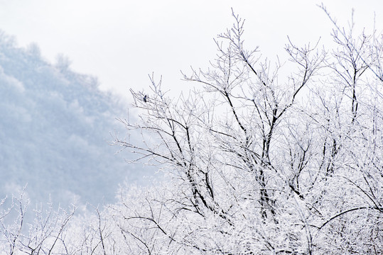 仰天山霧淞 冬 雪 霧淞 霧