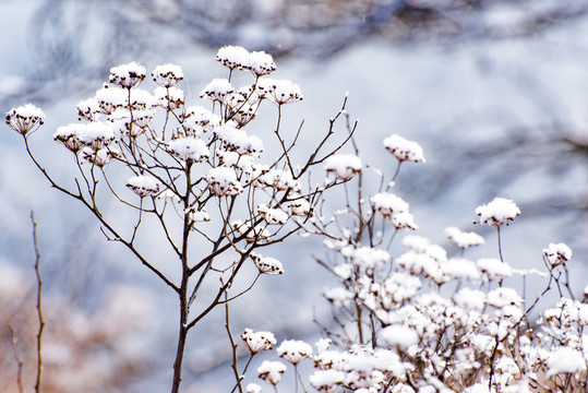 仰天山霧淞 冬 雪 霧淞