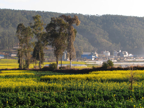 田野
