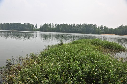 水草 河岸