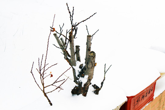 雪中盆景
