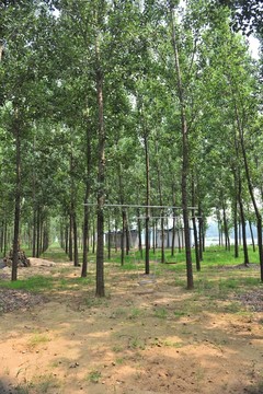 樹林