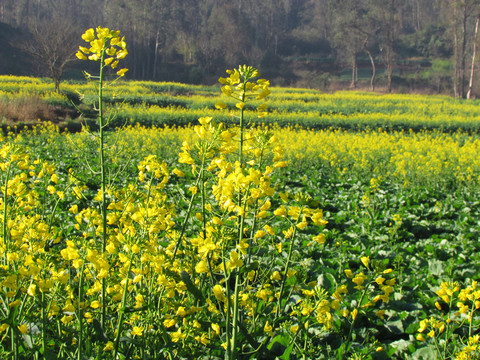 油菜花
