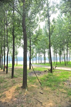 樹(shù)林