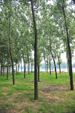 樹林 叢林 樹木
