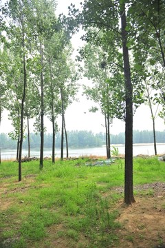 樹林 楊樹