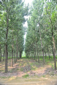 樹林 林場 綠樹