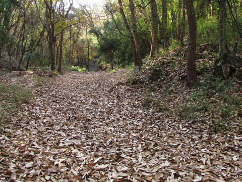 落滿樹(shù)葉的山路