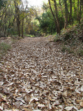 滿地落葉的山路