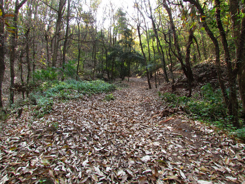 落滿樹葉的山路