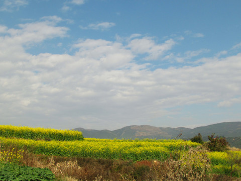 山里的油菜花