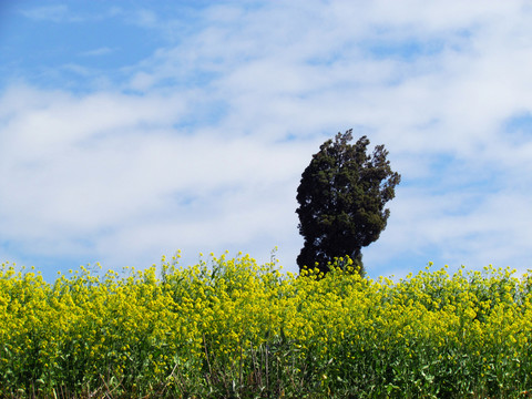 油菜花