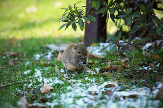 雪地覓食松鼠