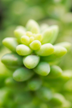 多肉植物