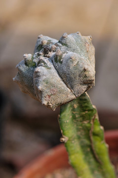 多肉植物