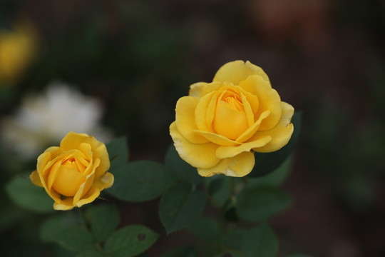 黃玫瑰花