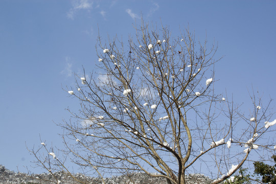 雪景風(fēng)光 山里村莊 雪中小道