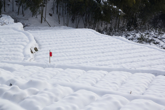 積雪 白雪 雪地